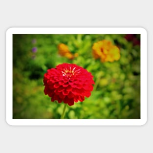 Red Zinnia Sticker